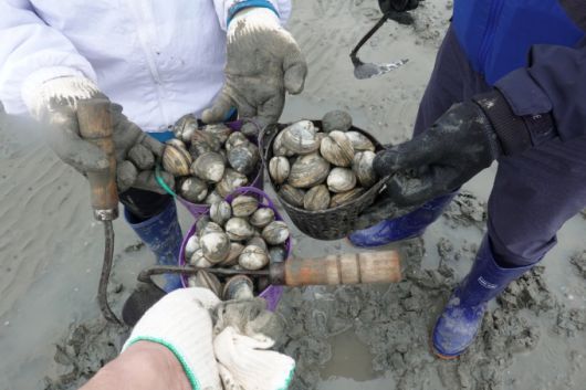바구니 가득 조개를 캔 모습. [사진=시흥시]