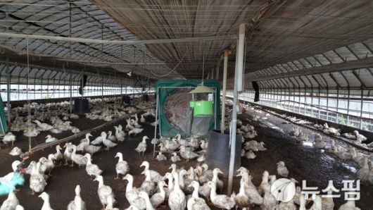 전남 영암군의 한 오리농장. [사진=뉴스핌 DB]