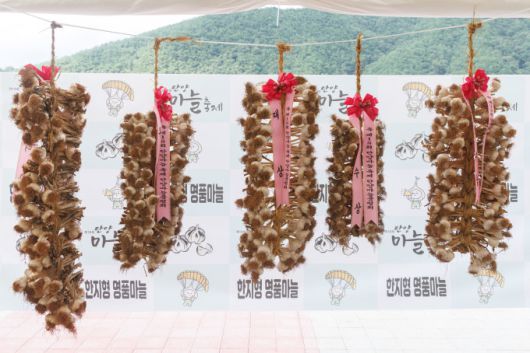 단양 마늘. [사진=단양군] 2025.07.13 baek3413@newspim.com