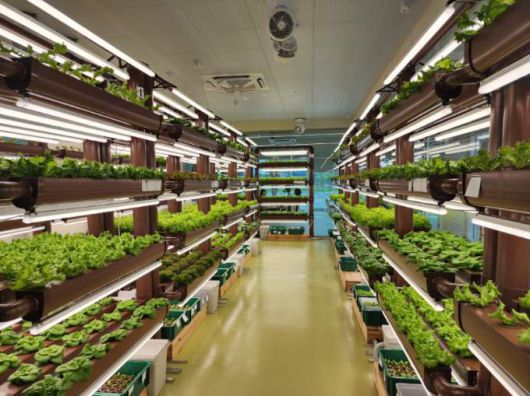 샐러드를 주문하면 카페 내부에 있는 농장에서 바로 수확해 만들어주는 미래형 카페가 있어 눈길을 끈다. [사진=거제시] 2025.07.16