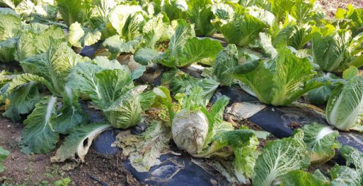 [울진=뉴스핌] 남효선 기자 = 경북 울진지역에 한달여 이상 가을장마가 지속되고 갑작스런 한파로 냉해까지 겹처 김장배추에 무름병 등 병해가 확산되면서 농가 시름이 깊어지고 있다. 2021.10.26 nulcheon@newspim.com