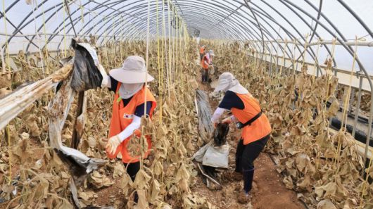 과천시는 23일, 기록적인 폭우로 큰 피해를 입은 충남 예산군에서 수해 복구를 위한 자원봉사활동을 실시했다고 밝혔다. [사진=과천시]