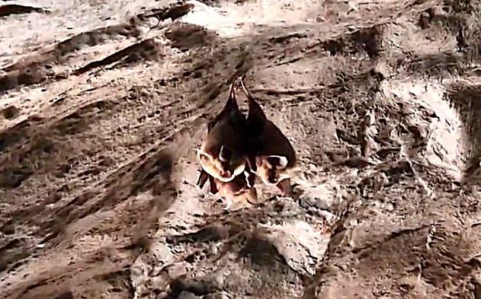 동해시 천곡황금박쥐동굴 황금박쥐.[사진=동해시시설관리공단] 2025.08.03 onemoregive@newspim.com