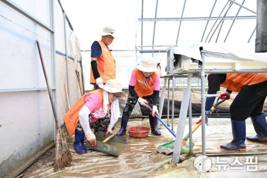 [안산=뉴스핌] 박승봉 기자 = 6일 이민근 안산시장과 통장협의회 소속 자원봉사자들이 충남 서산 침수된 딸기 하우스 내부에서 진흙과 폐기물을 치우고 있다. 2025.08.06 1141world@newspim.com