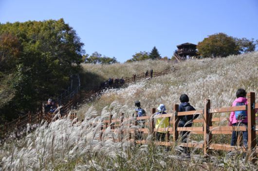 예전 억새꽃축제[사진=포천시] 2025.09.24 sinnews7@newspim.com