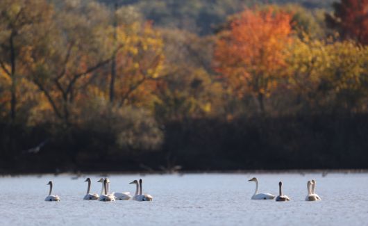 철새도래지인 창원 주남저수지에 겨울의 시작을 알리는 입동을 맞아 겨울철새들이 날아들고 있다. 아름다운 단풍으로 물든 이곳에 천연기념물 제201-2호 큰고니와 제205-2호 노랑부리저어새가 긴 여행에 지친 날개를 접고 휴식을 하고 있다.[사진=창원시] 2022.11.07 news2349@newspim.com