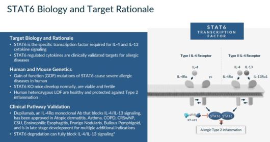 'STAT6 분해제' KT-621 [자료 = 키메라 테라퓨틱스]