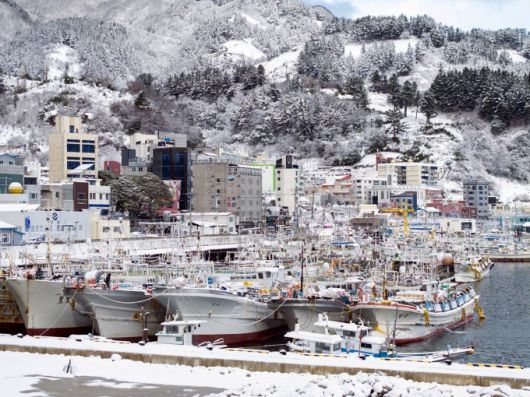 폭설에 묻힌 울릉도 저동항.[사진=울릉군] 2026.01.21 nulcheon@newspim.com
