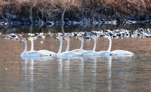 괴산 달천강에서 고니들이 떼를 지어 유유히 물 위를 헤엄치며 평온한 풍경을 연출하고 있다. [사진=괴산군] 2026.01.22 baek3413@newspim.com