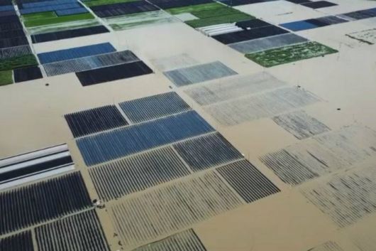 충남 금산군 제원면 일대를 지나는 천내강이 범람해 빗물이 인근 인삼밭까지 들어와 있다.(사진=연합뉴스)