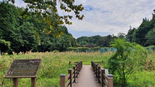 물꼬리풀. 김윤희 해설사 제공