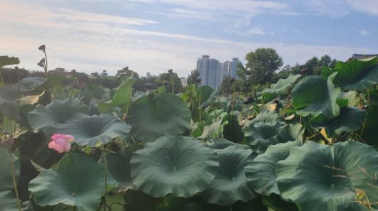 덕진공원 연꽃. 김윤희 해설사 제공