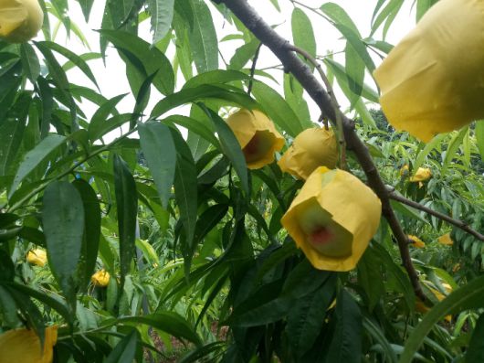 복숭아. 김윤희 해설사 제공