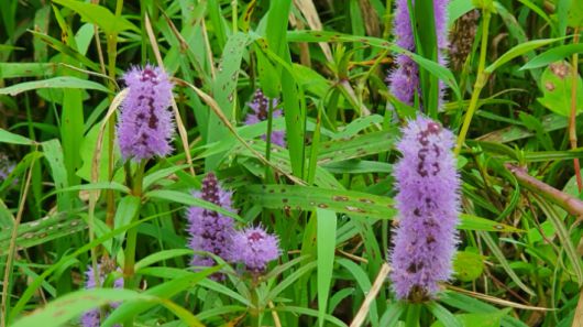 전주물꼬리풀. 김윤희 해설사 제공