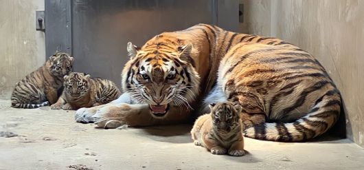 시베리아 호랑이 어미 펜자와 아기호랑이 해랑·파랑·사랑. 서울대공원 제공
