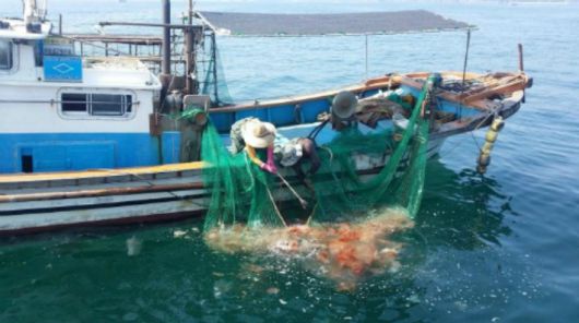 해파리 수거 작업. 기사 내용과 무관함. 해양수산부 제공