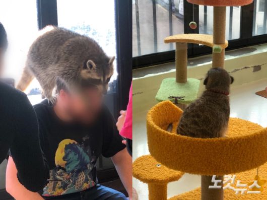 12일 오후 서울시 마포구의 한 동물 카페의 라쿤과 미어캣. 류효림 인턴기자