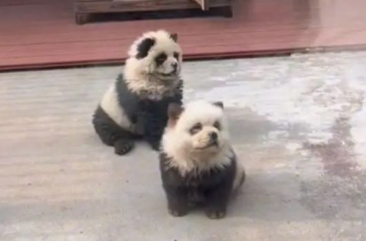 판다 개. 웨이보 캡처