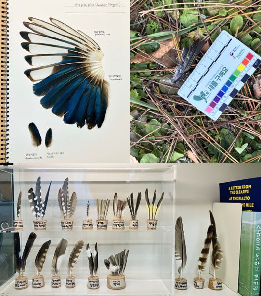 황벼리 작가의 취미이자 최대 관심사 중 하나는 새 연구다. 시간 날 때마다 탐조를 떠나거나 깃털을 모아 순서대로 날개를 완성해 조류의 특징을 기록한다. 한 때 만화가의 길을 뒤로하고 조류 생태 활동가에 지원하기도 했다. 황벼리 작가 제공