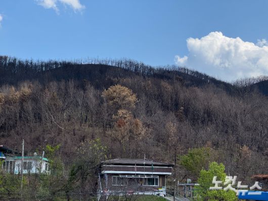 도로리 마을회관 뒤 불타버린 산의 모습. 김조휘 기자