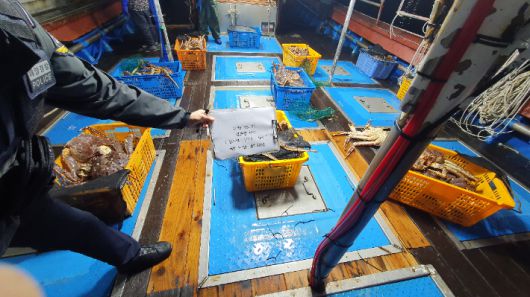 킹크랩 밀수. 동해지방해양경찰청 제공