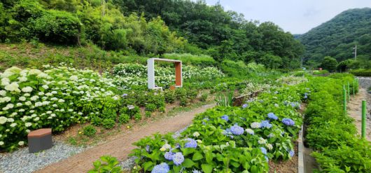 무등산 자락의 '동적골 수국동산'은 대표적인 도심 속 수국 명소로, 최근에는 '맨발 걷기 좋은 길 조성사업'을 통해 보행환경을 개선, 시민들에게 쾌적한 휴식공간을 제공하고 있다. 광주광역시 제공