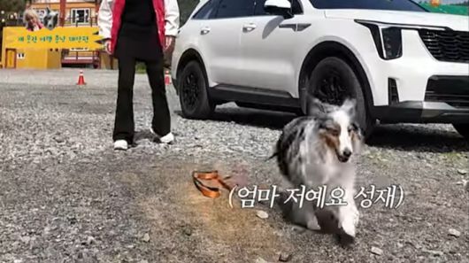 충남도가 선보인 반려견 동반 여행 콘텐츠. '충남관광' 유튜브 캡처