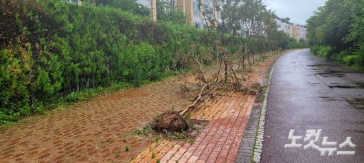 김포시 운양동 주택가서 쓰러진 나무 모습. 박창주 기자