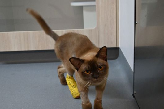 SASH 페이스북 캡처