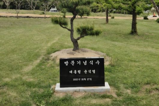 병산서원에 식재됐던 윤석열 전 대통령 기념식수. 독자 제공