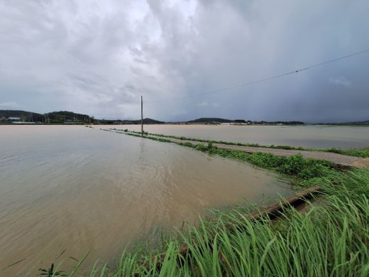19일 오후 전남 영광군 군서면 논이 폭우에 침수돼 있다. 영광군 농업기술센터는 이날 벼·딸기 등 농작물 피해를 점검했다. 영광군 제공