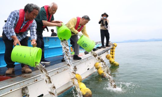 양식 물고기를 긴급 방류하는 모습. 태안군 제공
