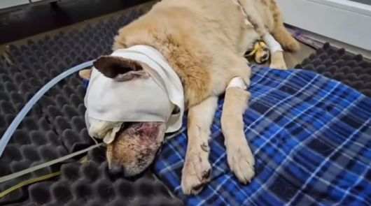 온라인 커뮤니티 캡처