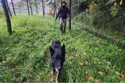 강원경찰청 체취증거견 '콤마(셰퍼드)'가 실종자 수색에 나선 모습. 강원경찰청 제공