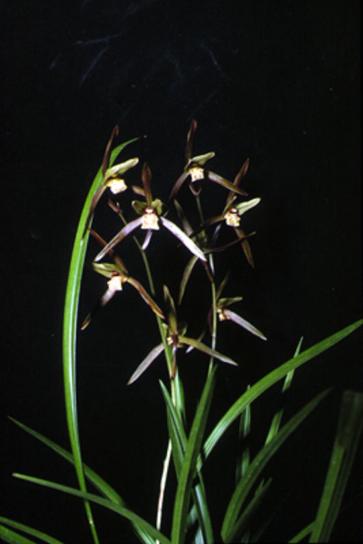 제주도 한란. 디지털제주문화대전