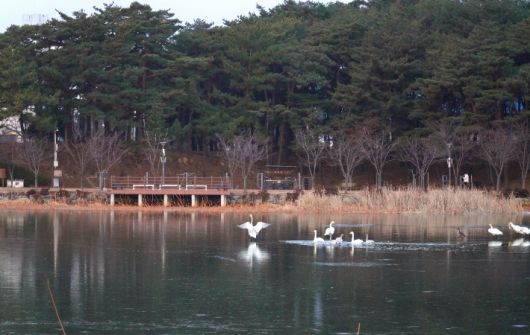 울진 연호공원에서 겨울 철새 고니가 힘차게 날아오르고 있다. 울진군 제공