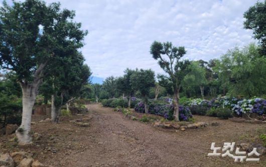 2023년 7월 취재진이 살펴본 서귀포시 유명 관광지의 임야 훼손 현장. 이창준 기자