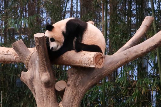 푸바오. 연합뉴스