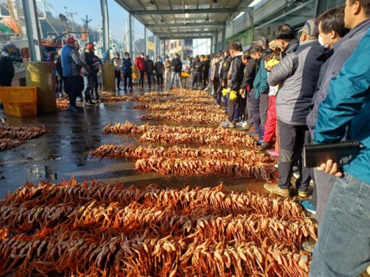 영덕대게. 자료사진