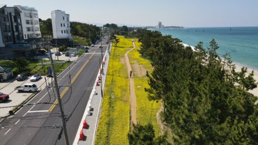 경포 2, 3지구 해안변 녹지축 공원화 사업(사근진 유채꽃 조성). 강릉시 제공