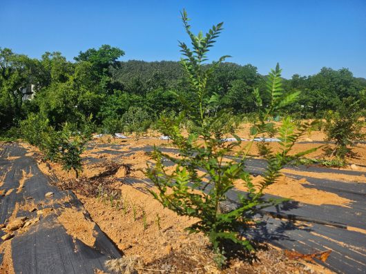 울진군이 재배단지 지원사업 신청을 접수한다. 사진은 재배 중인 초피나무. 울진군 제공