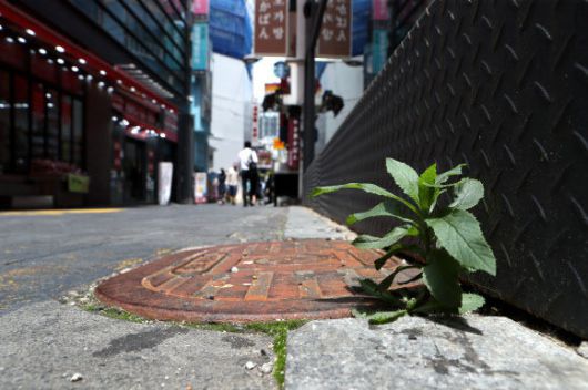 수도권 전체에 '사회적 거리두기' 4단계가 적용된 가운데 14일 서울 중구 명동에서 문 닫은 상점에 발길이 끊기면서 잡초가 자라고 있다. 연합뉴스