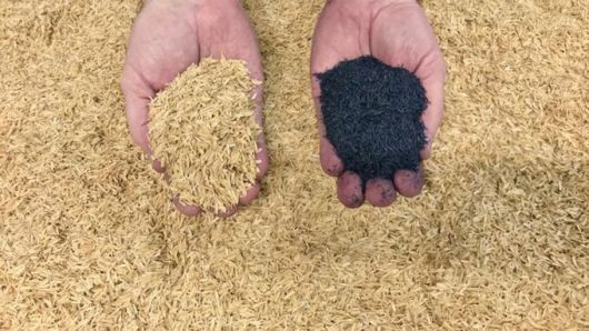 왕겨와 왕겨로 만든 필터(오른쪽 손). 출처=www.filtsep.com