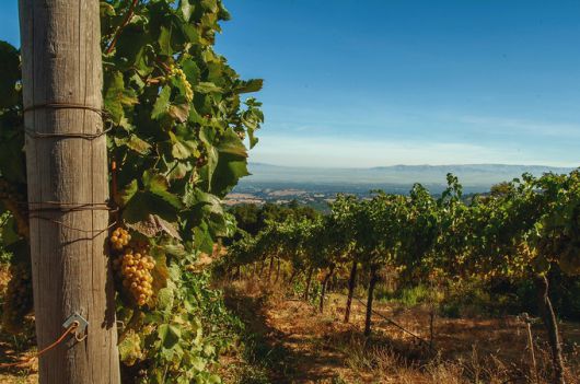 포도밭. 캘리포니아와인협회