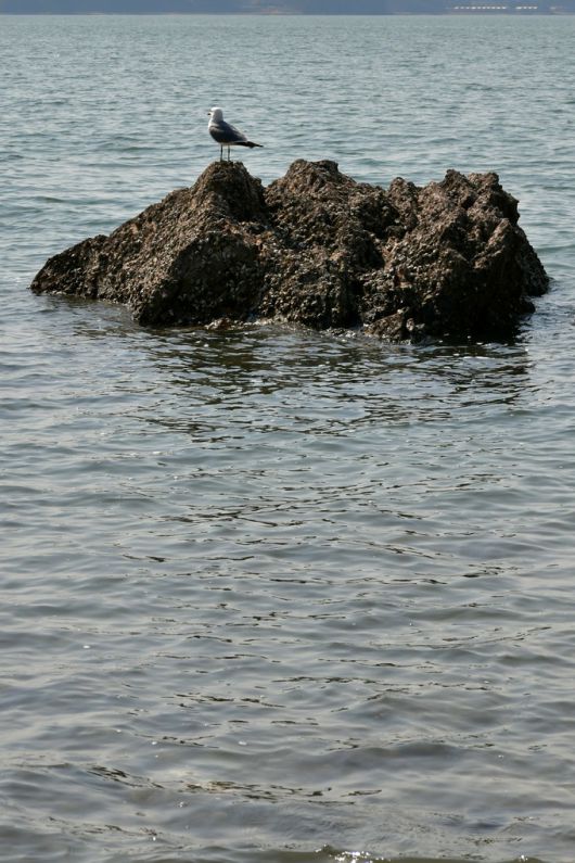 구봉도 가는 길 갯바위 갈매기