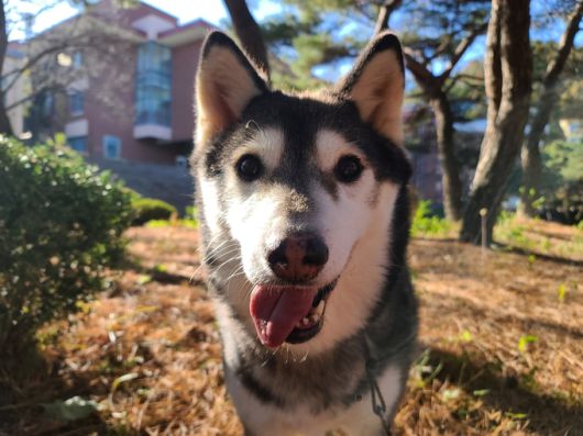 화살맞은 개 ‘천지’. 동물보호단체 혼디도랑 제공