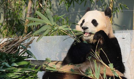 에버랜드 판다월드에서 푸바오가 대나무를 먹고 있다. 판다는 보통 12㎏ 이상의 대나무를 먹는 것이 일반적이다.