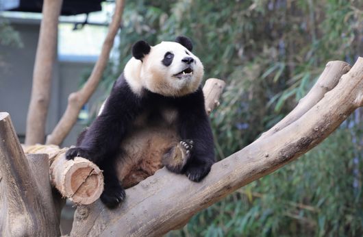 에버랜드 판다월드에서 푸바오가 나무에 올라 휴식을 취하고 있다.