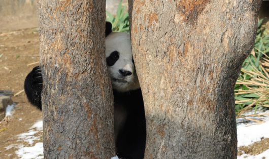 에버랜드 판다월드에서 푸바오가 나무 뒤에 숨어 관람객들을 지켜보고 있다.