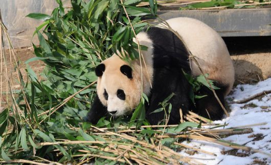 에버랜드 판다월드에서 푸바오가 대나무를 가지고 장난을 치고 있다.
